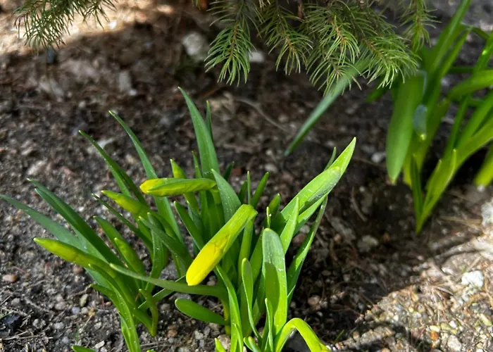 Pod Bukami - Chill&spa Guest house 3*